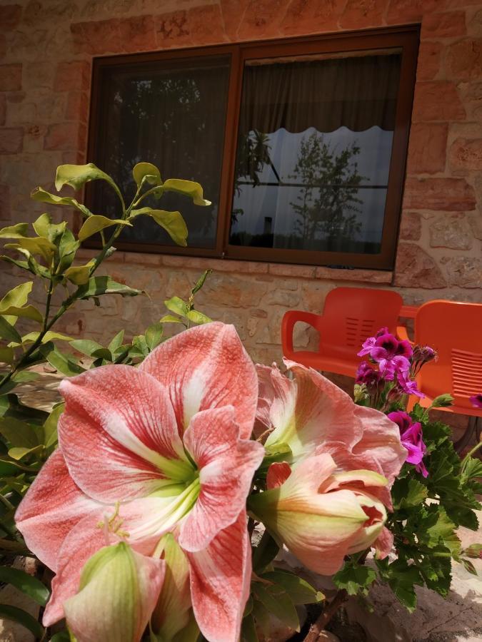 Altin Skrapari Guesthouse 卡萨米尔 外观 照片